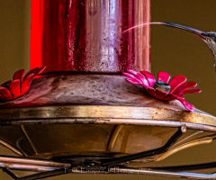 Tempting Bird Feeder Instead Of The Red Stuff
