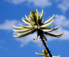 Flor branca