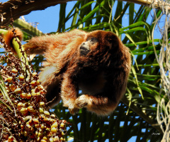 Bugio Monkey