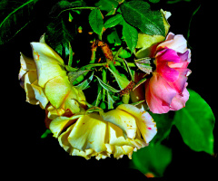 BLÜTEN