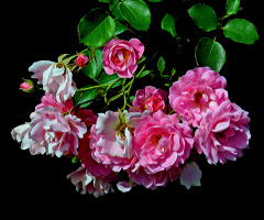 BLÜTEN