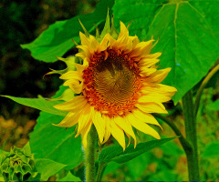BLÜTE