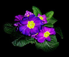 BLÜTEN