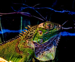 Pet Shop Image