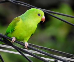 Periquito