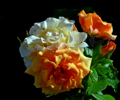 BLÜTEN