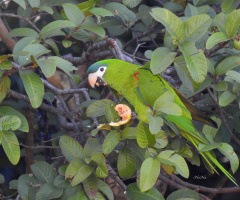 Macaw