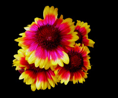 BLÜTEN