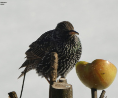 bird and apple