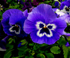 BLÜTEN