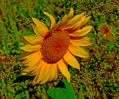 BLÜTE