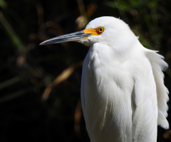 Garça branca pequena