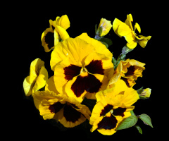 BLÜTEN