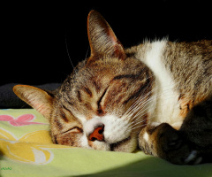 Sweet dreams