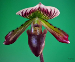Orquídea