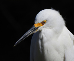 Garça branca pequena