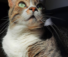Gato