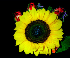 BLÜTEN