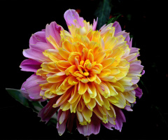 BLÜTE