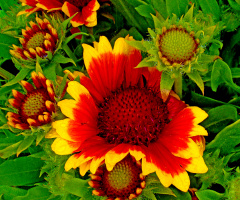 BLÜTEN