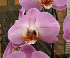Orquídeas 