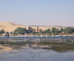 Egypt  - Aswan  
