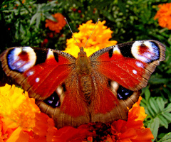 BLÜTEN MIT BESUCH
