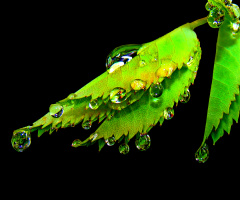 REGENWETTER