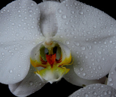 Orquídea Wanda