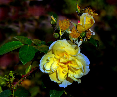 BLÜTEN