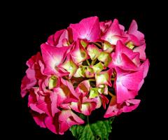 BLÜTEN
