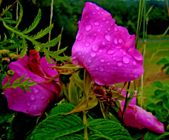 REGENWETTER