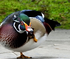 Pato Carolino