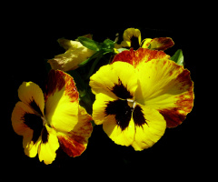 BLÜTEN