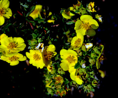 BLÜTEN