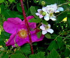 BLÜTEN