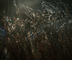 canon 55-250mm