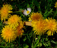 BLÜTEN