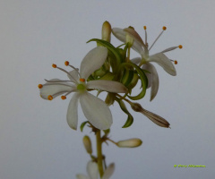green lily - Chlorophytum comosum 
