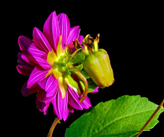 BLÜTE