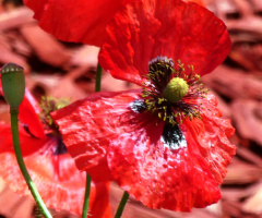 poppy