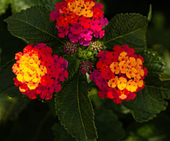 'Flowers For You'