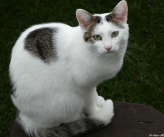 Neighbour's cat 