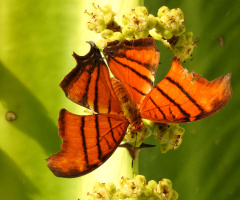 Borboleta