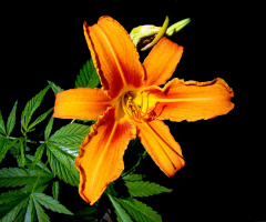 BLÜTE
