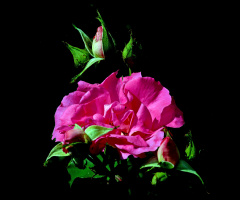 BLÜTE