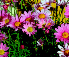 BLÜTEN