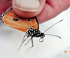 Delicate visitor
