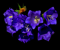 BLÜTEN