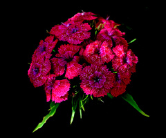 BLÜTEN
